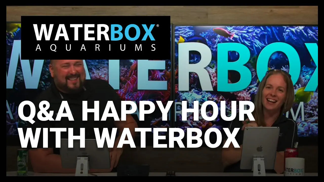 Q&A Happy Hour with Waterbox Waterbox Aquariums