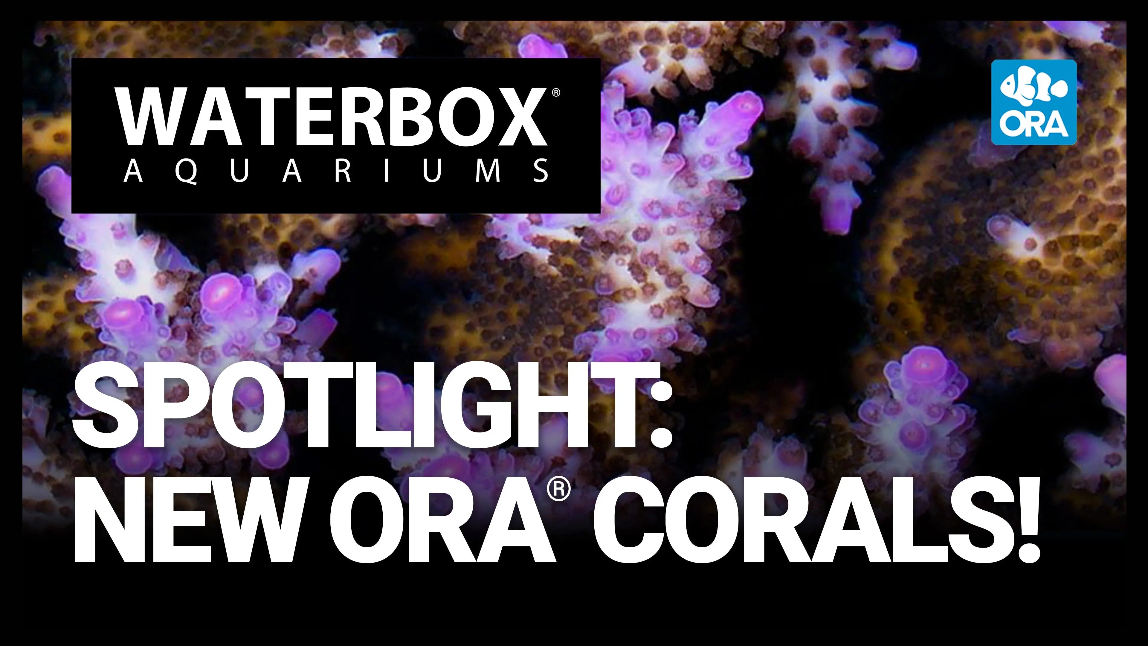 JUST ARRIVED! ORA® Aquacultured Coral Unboxing + Feeding Waterbox Aquariums
