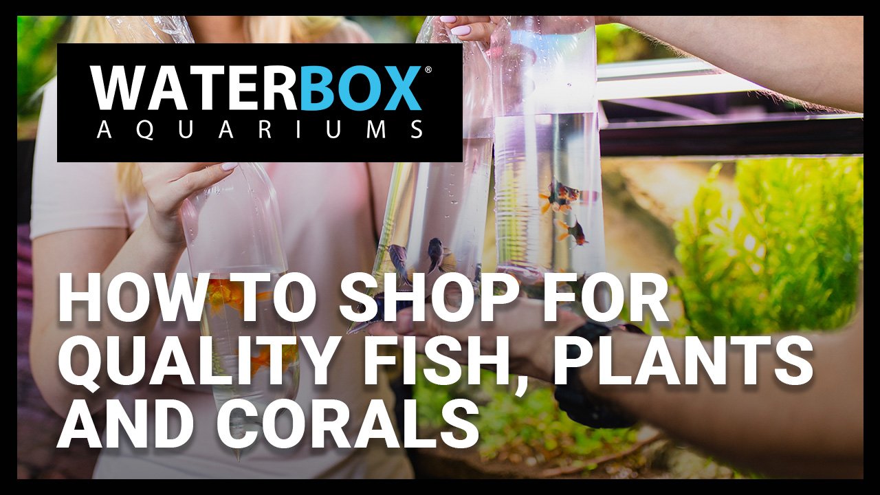 How to shop for quality fish, plants and corals.