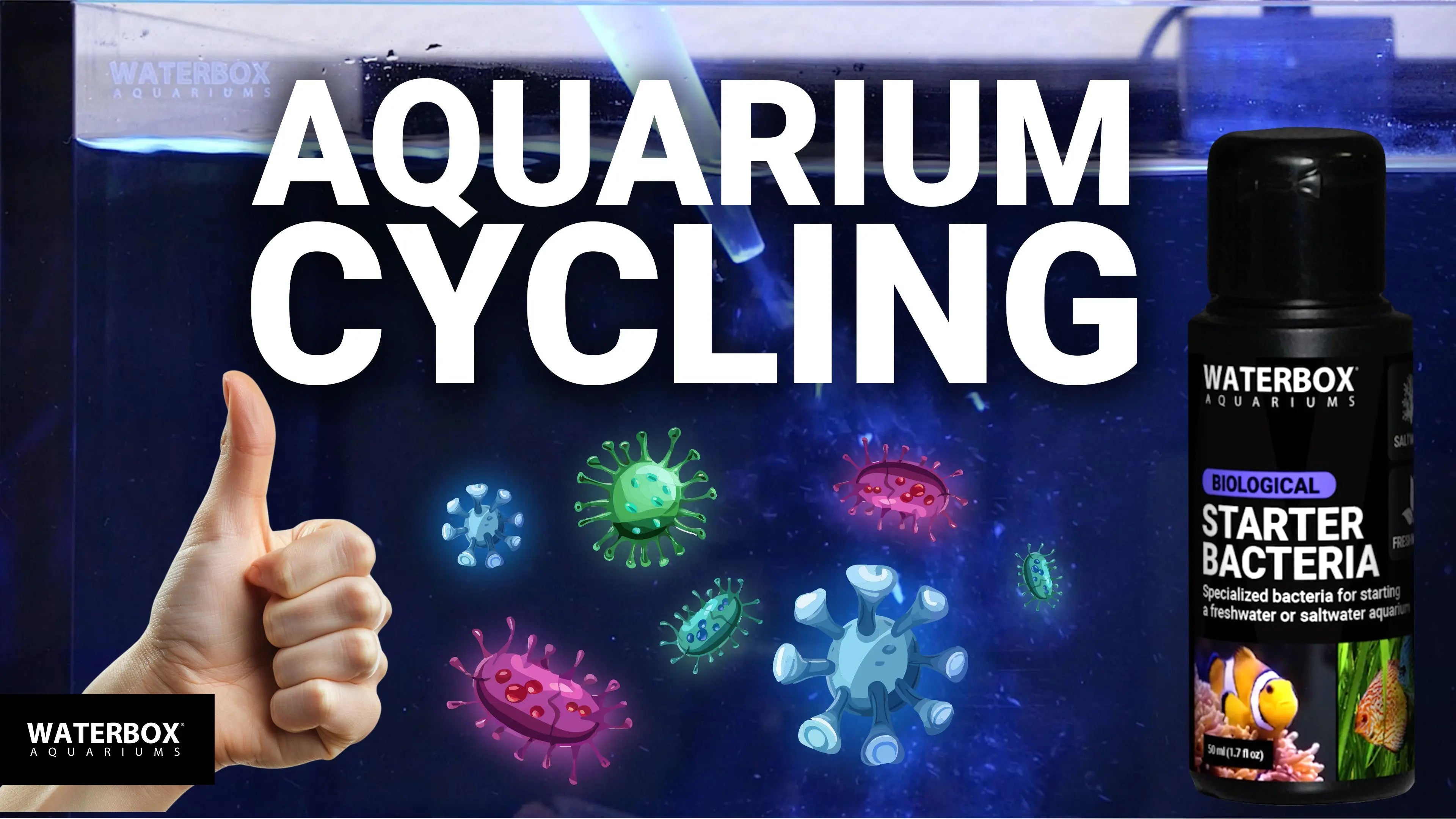 How to cycle your aquarium - About the Nitrogen Cycle Waterbox Aquariums