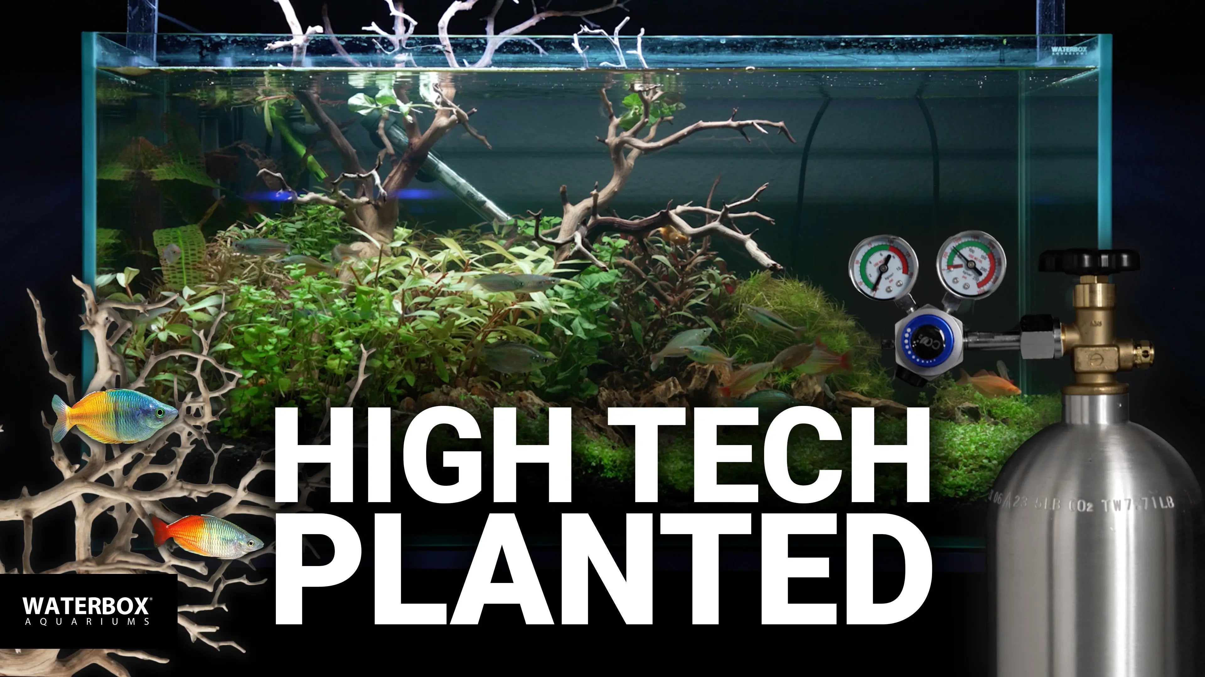 High Tech Aquascaping your dream aquarium A-Z Walkthrough Waterbox Aquariums