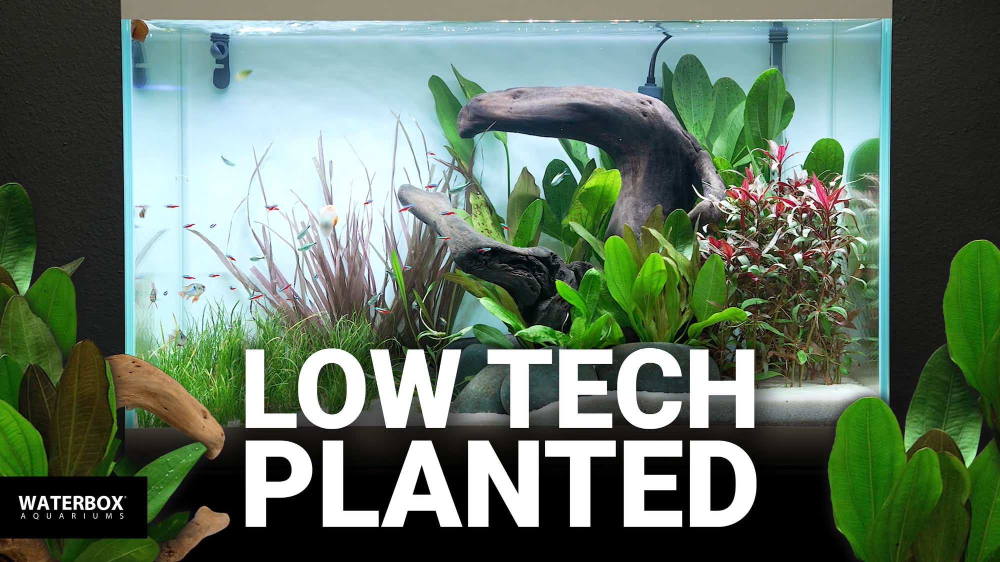 How to setup a low tech planted EDEN Aquarium System