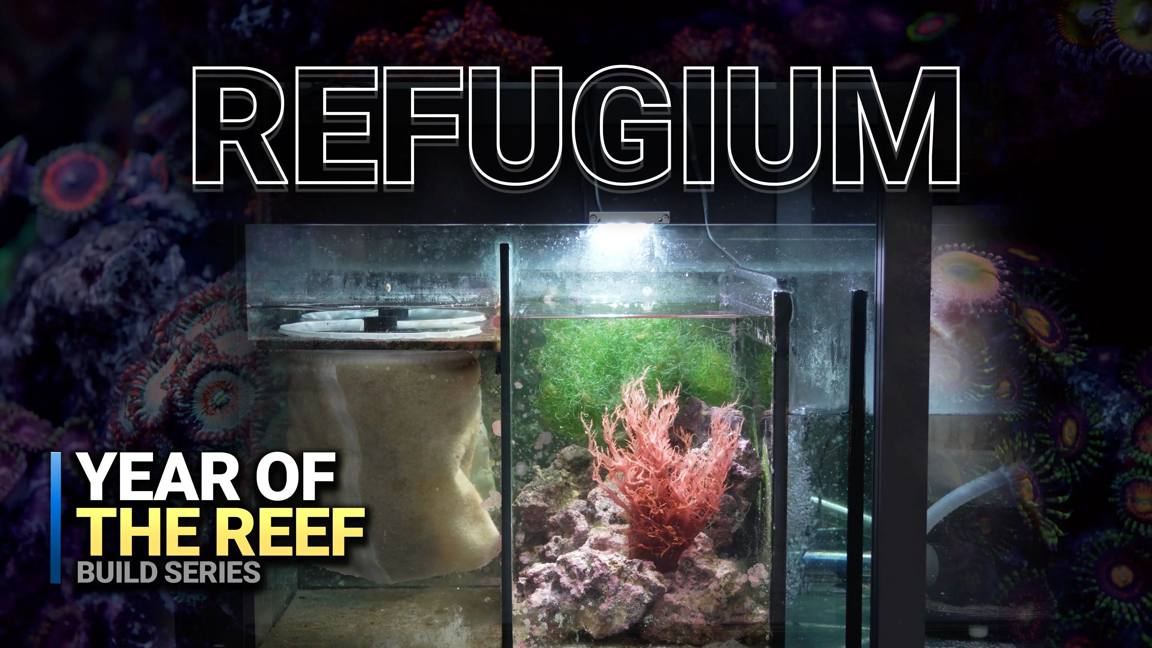 26. Turn Your Reef’s Hidden Chamber into a Nutrient Powerhouse Waterbox Aquariums