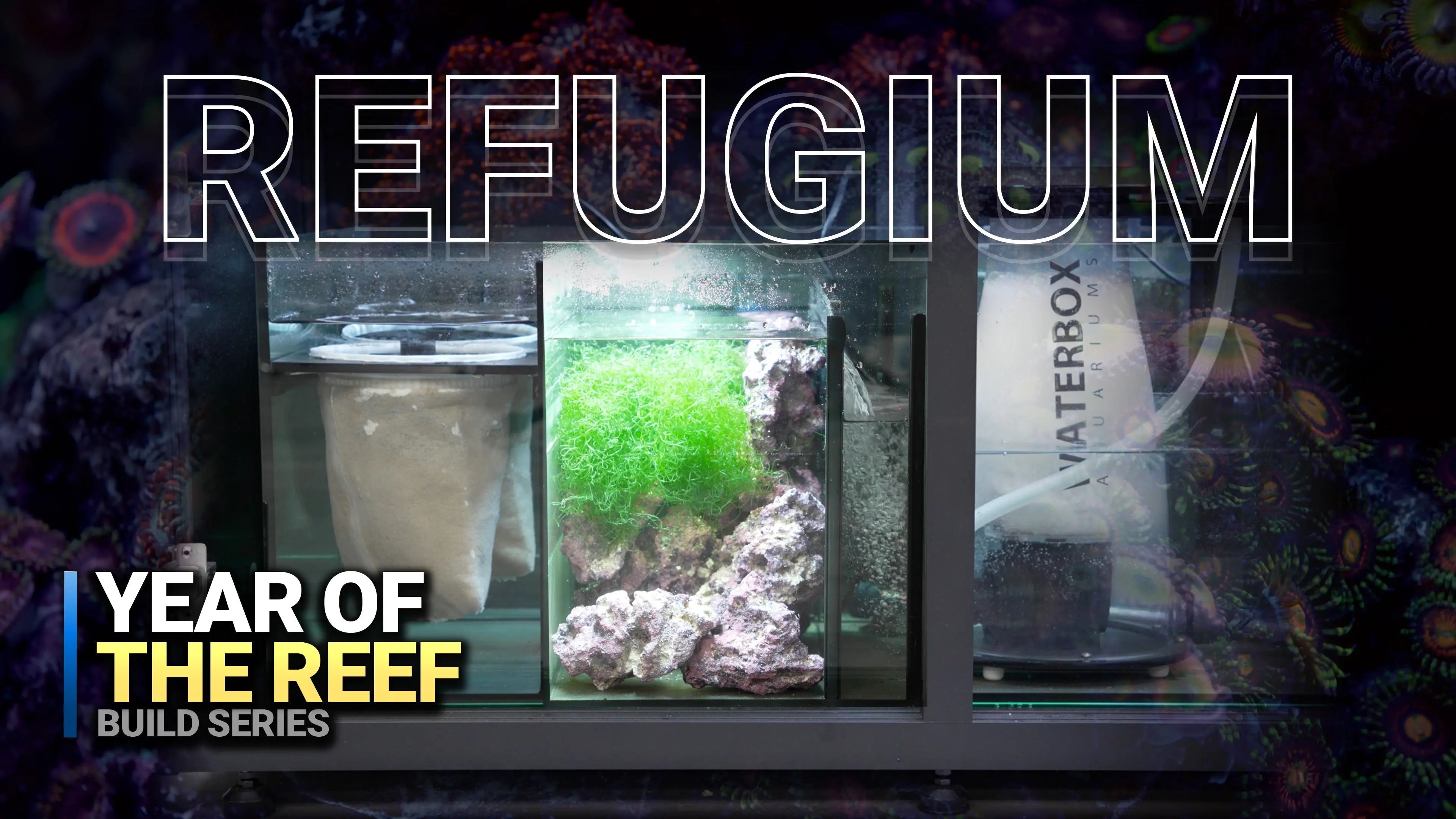 12. How to Set Up a Refugium for a Thriving Reef Tank! Waterbox Aquariums