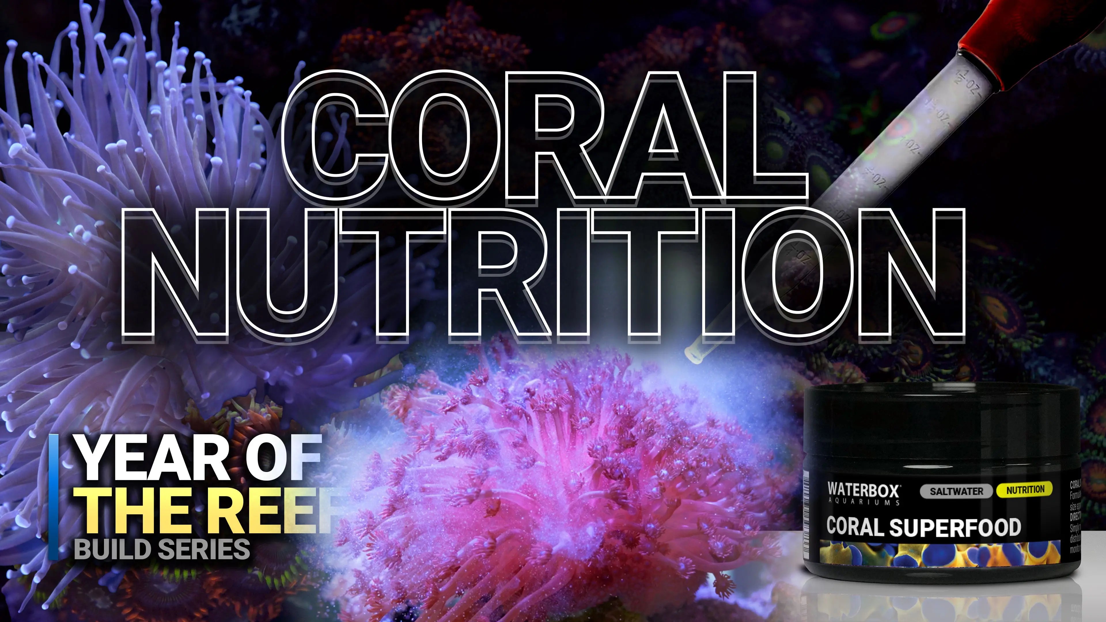 18. Coral Feeding Secrets Revealed! Boost Color, Growth & Health Waterbox Aquariums