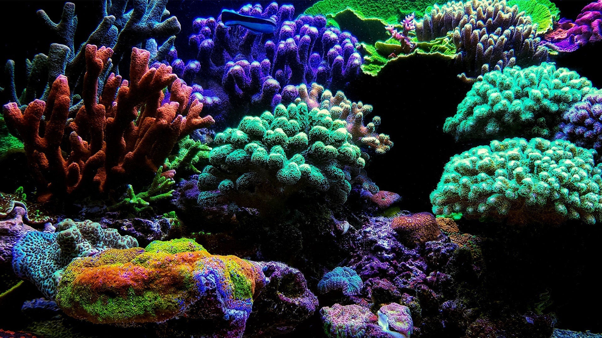 It All Starts with the Salt: How Your Mix Determines Reef Success
