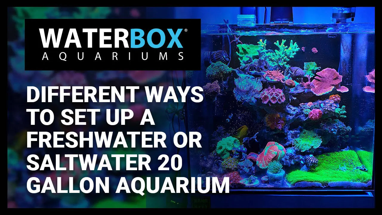 Different ways to set up a Freshwater or Saltwater 20 Gallon Aquarium Waterbox Aquariums