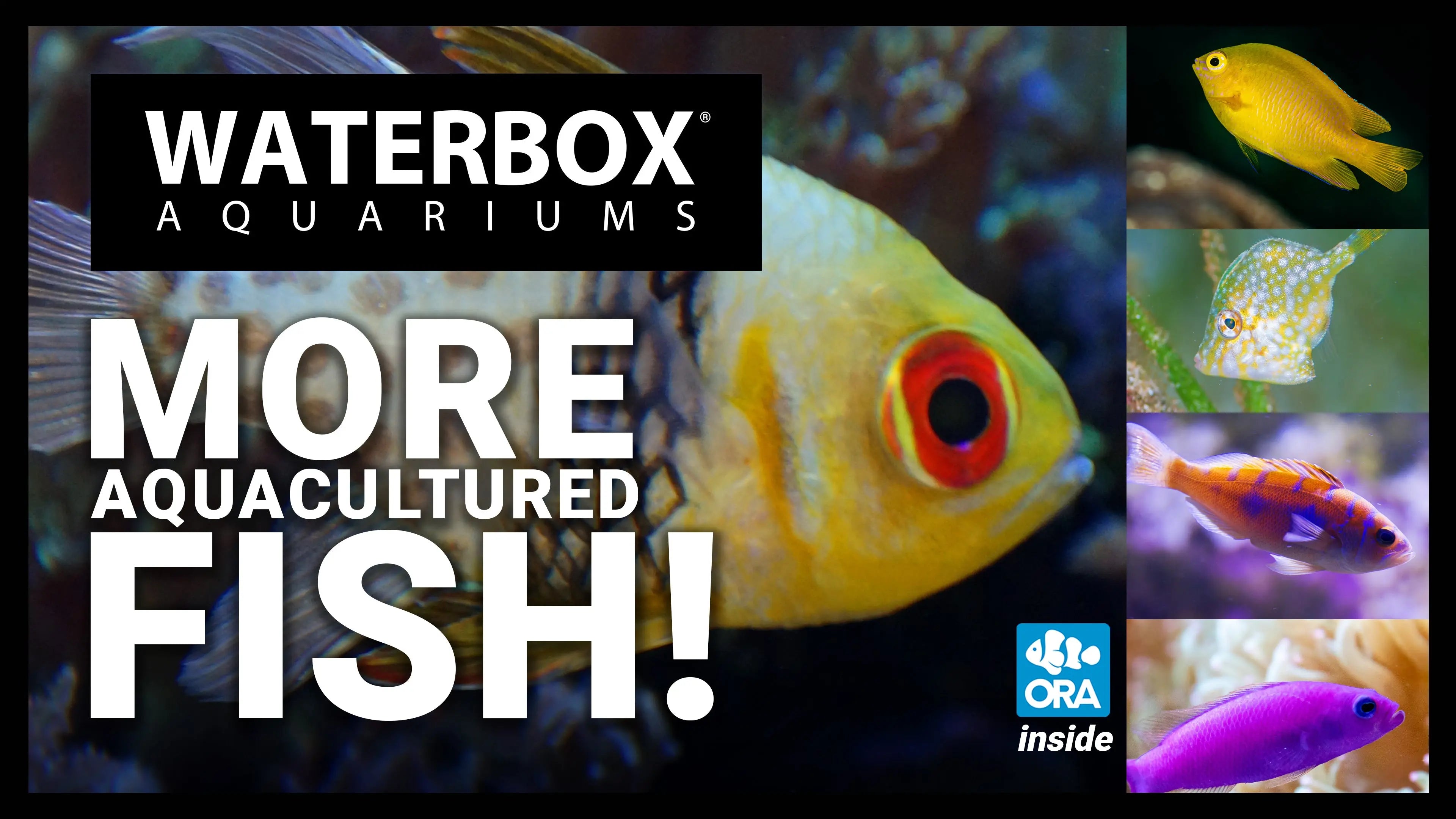 More Aquacultured Fish Waterbox Aquariums