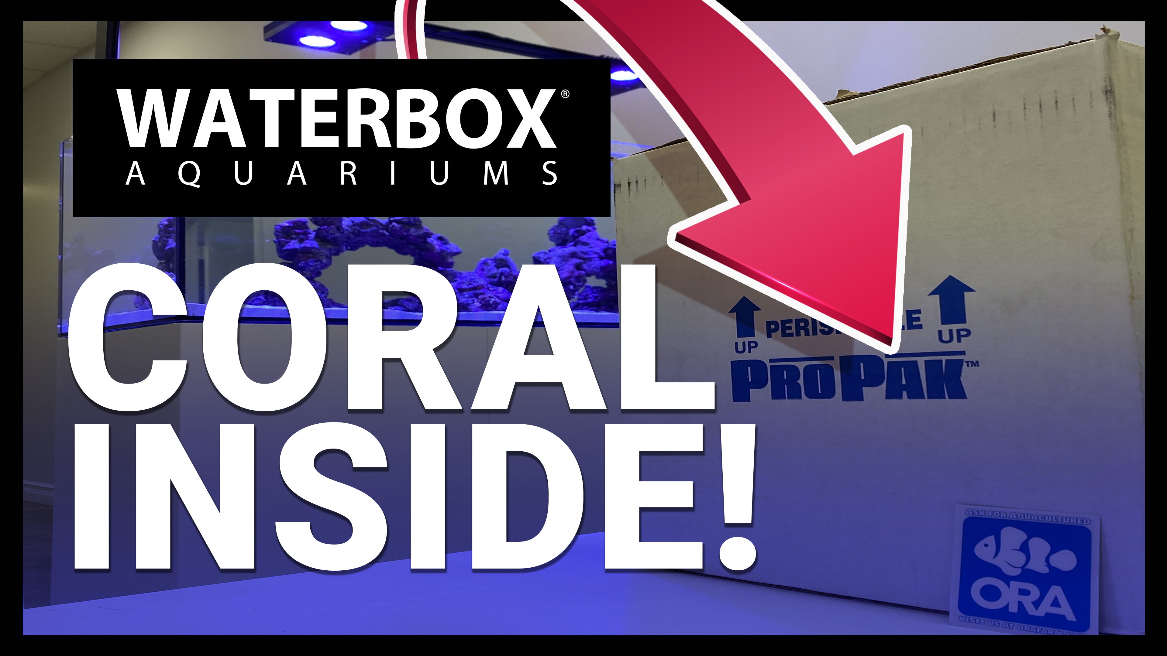 Our First ORA® Aquacultured Coral Shipment Has Arrived! | A Guide to All In One Aquariums LIVE
