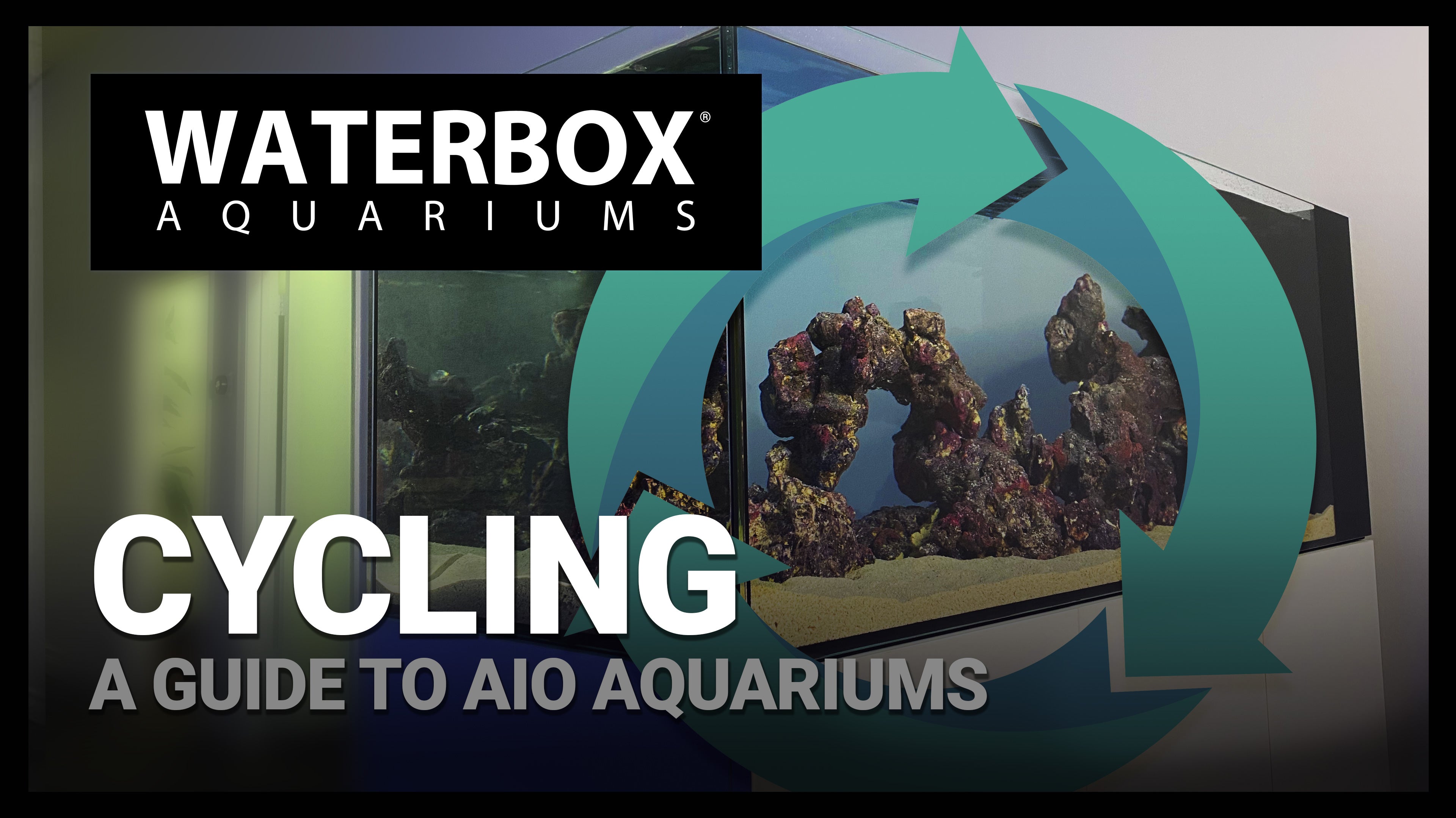 Setup and Aquascaping | A Guide to All In One Aquariums LIVE