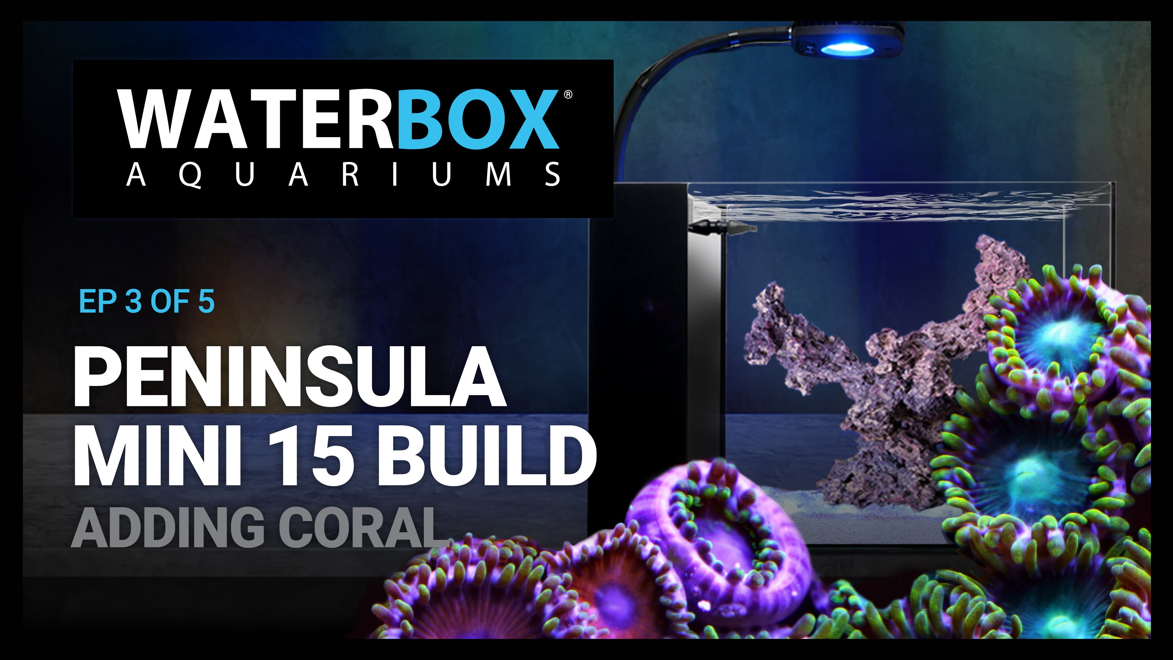 15 Gallon Nano Aquarium Build - Adding Coral