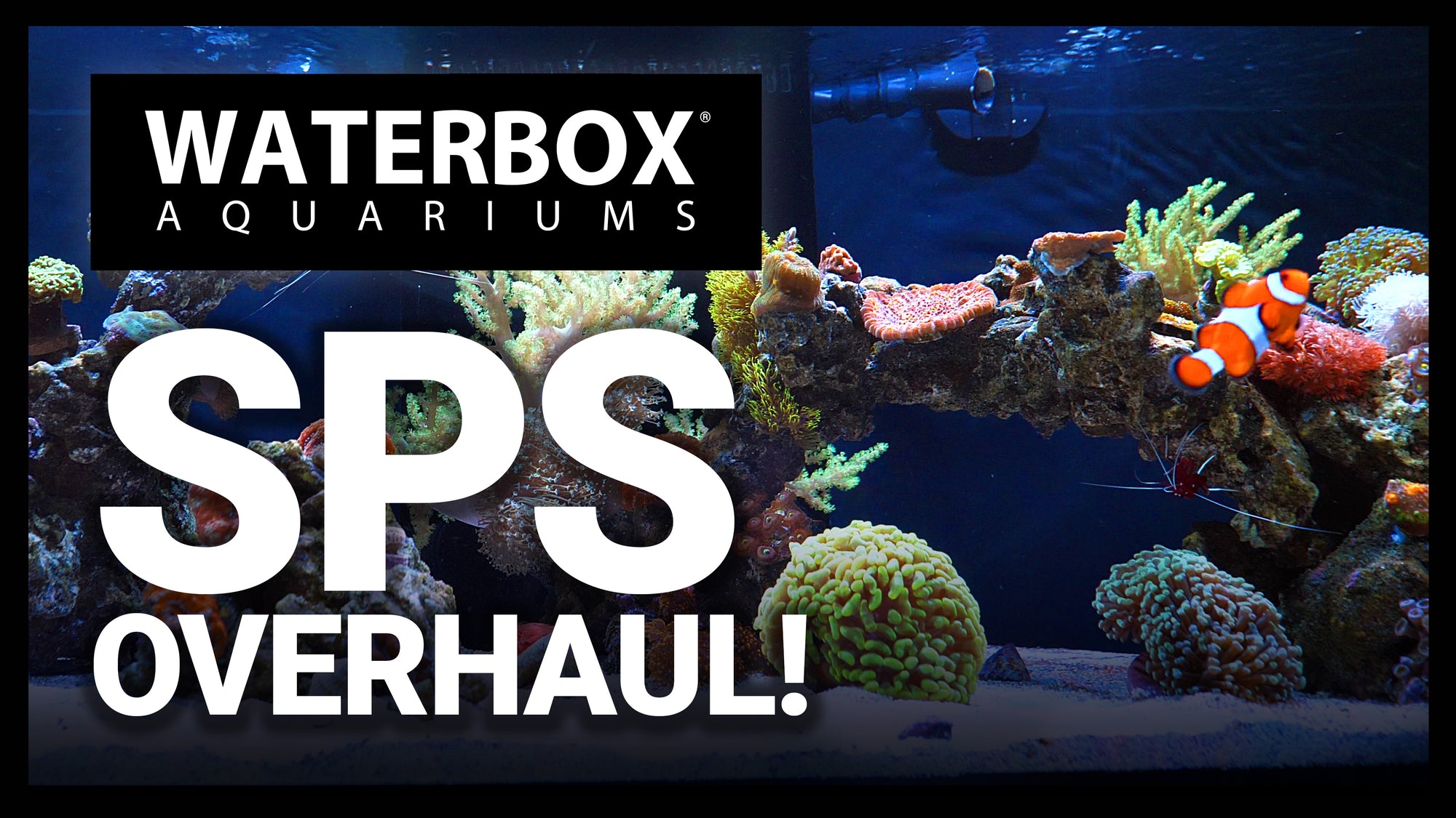 Mixed Reef to Full SPS Conversion:  We Want To Show You How!