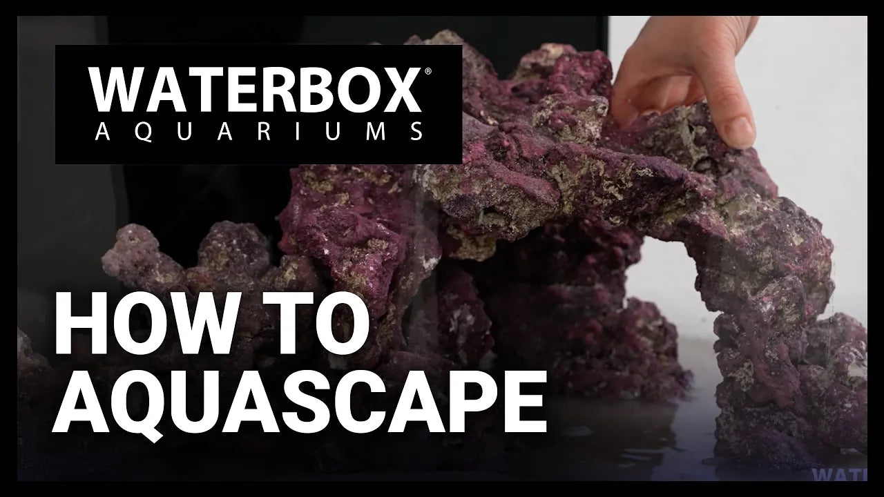 How to Aquascape a Saltwater Waterbox Aquariums®