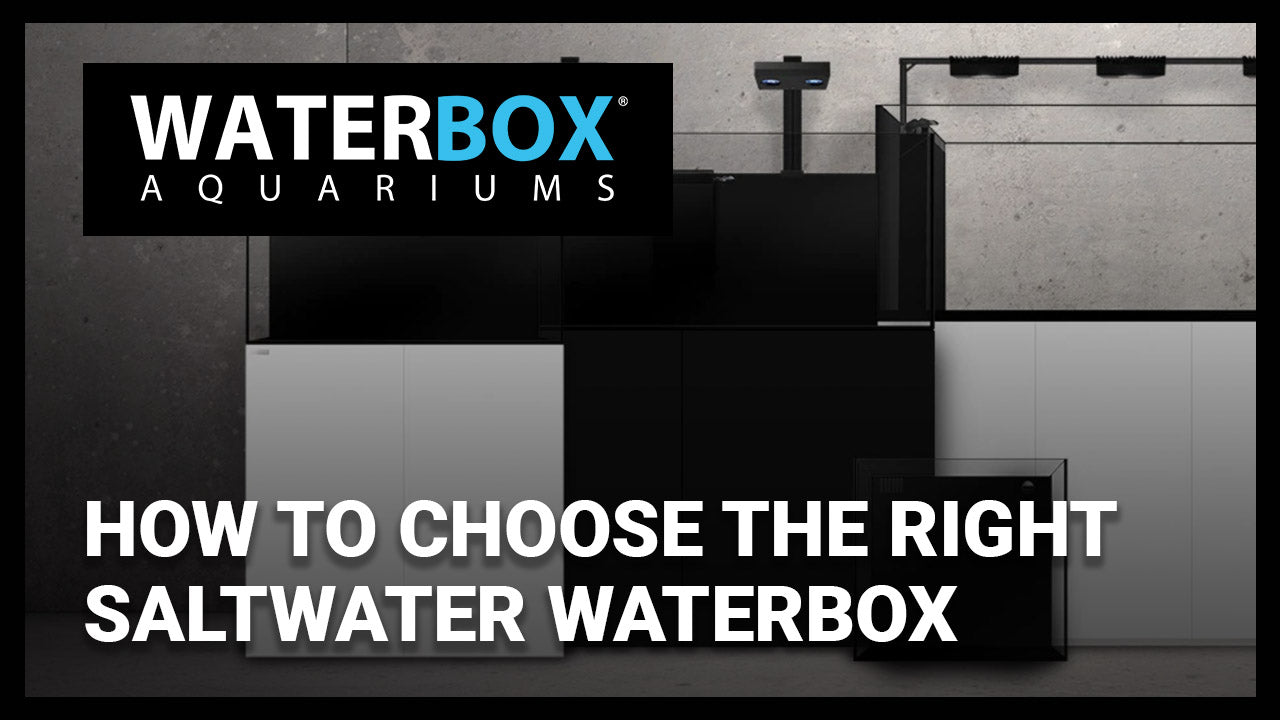 How to Choose the right Saltwater Waterbox Aquarium