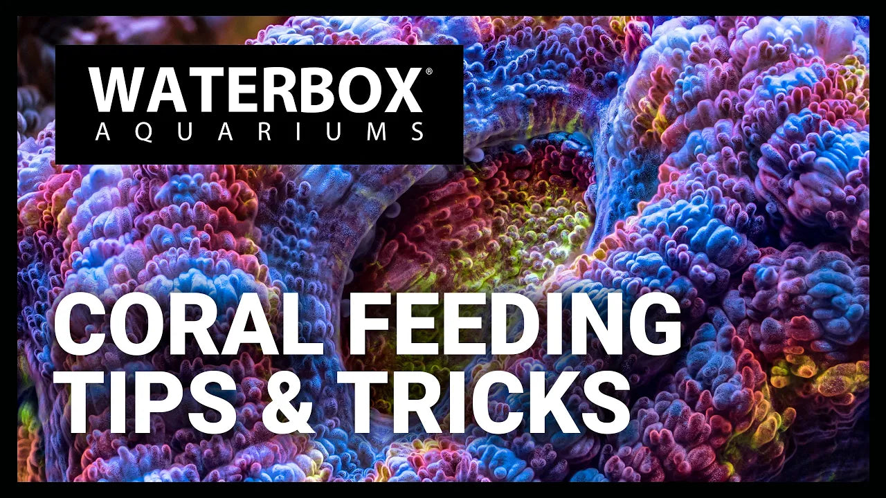 Coral Feeding Tips: How to feed your corals in a reef aquarium