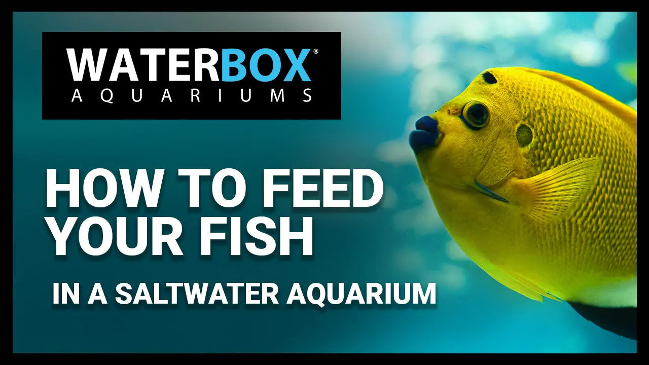 How to feed your fish in a Saltwater Aquarium Waterbox Aquariums