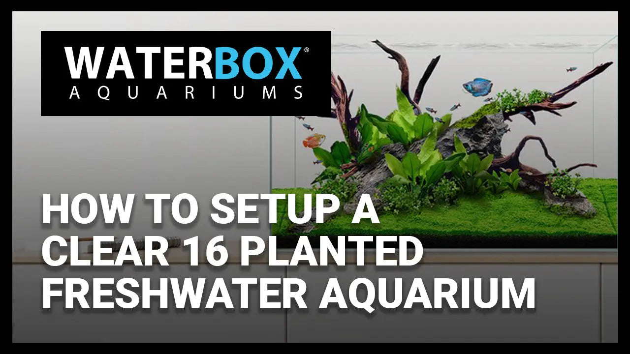 How to Setup a Clear 16 Planted Freshwater Aquarium Waterbox Aquariums