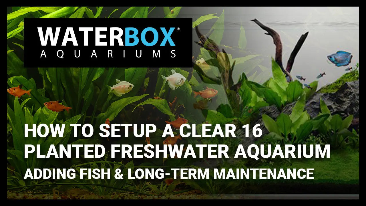 Setting up a CLEAR 16 Planted Freshwater Aquarium: Adding Fish & Long-term Maintenance Waterbox Aquariums