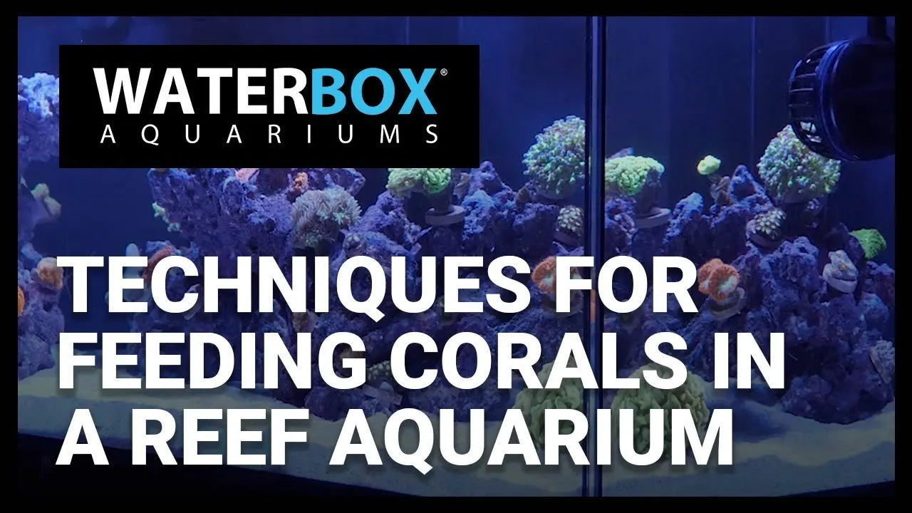 Techniques for Feeding Corals in a Reef Aquarium Waterbox Aquariums