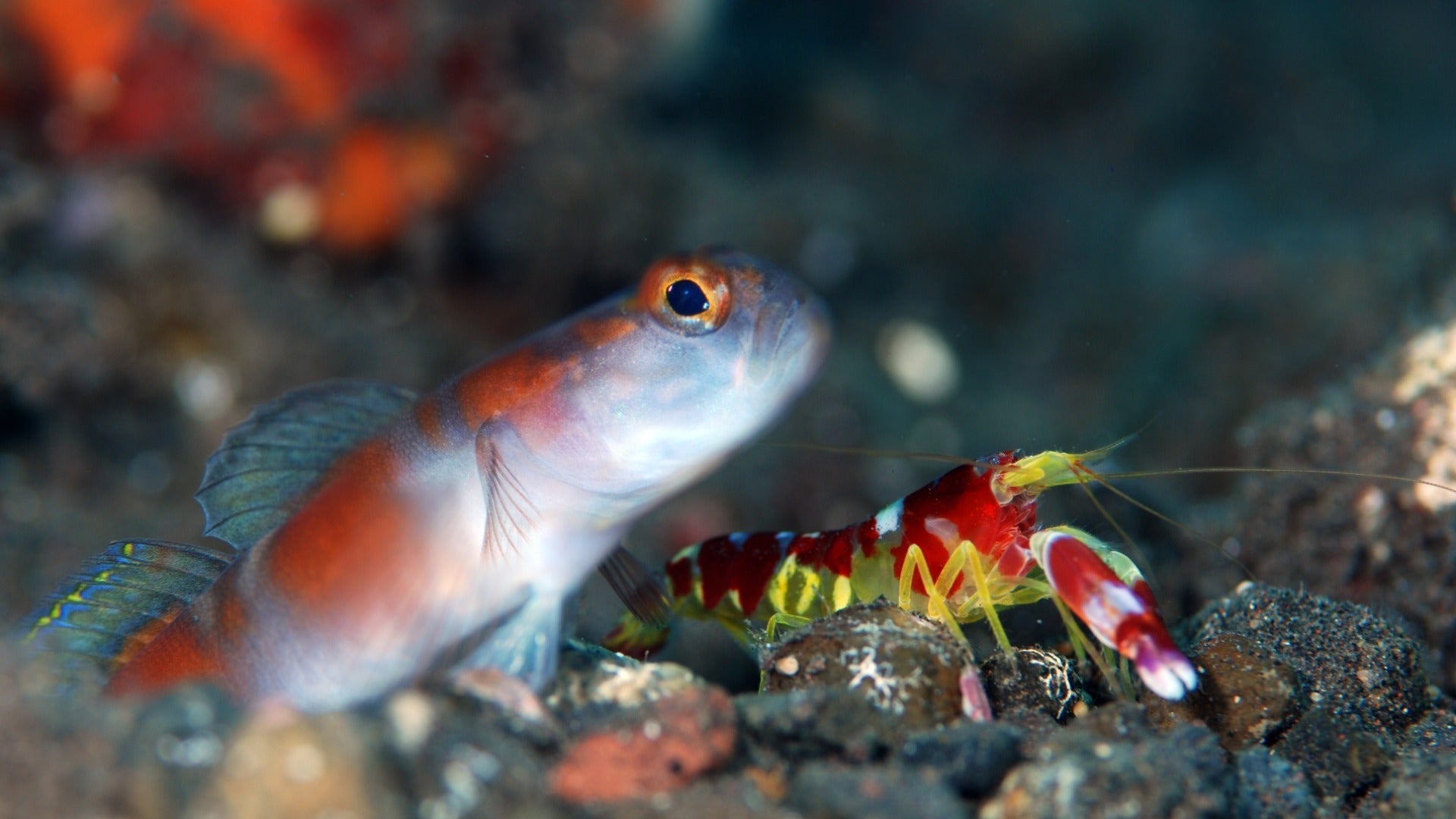 Top 10 Fish for a Nano Reef Aquarium