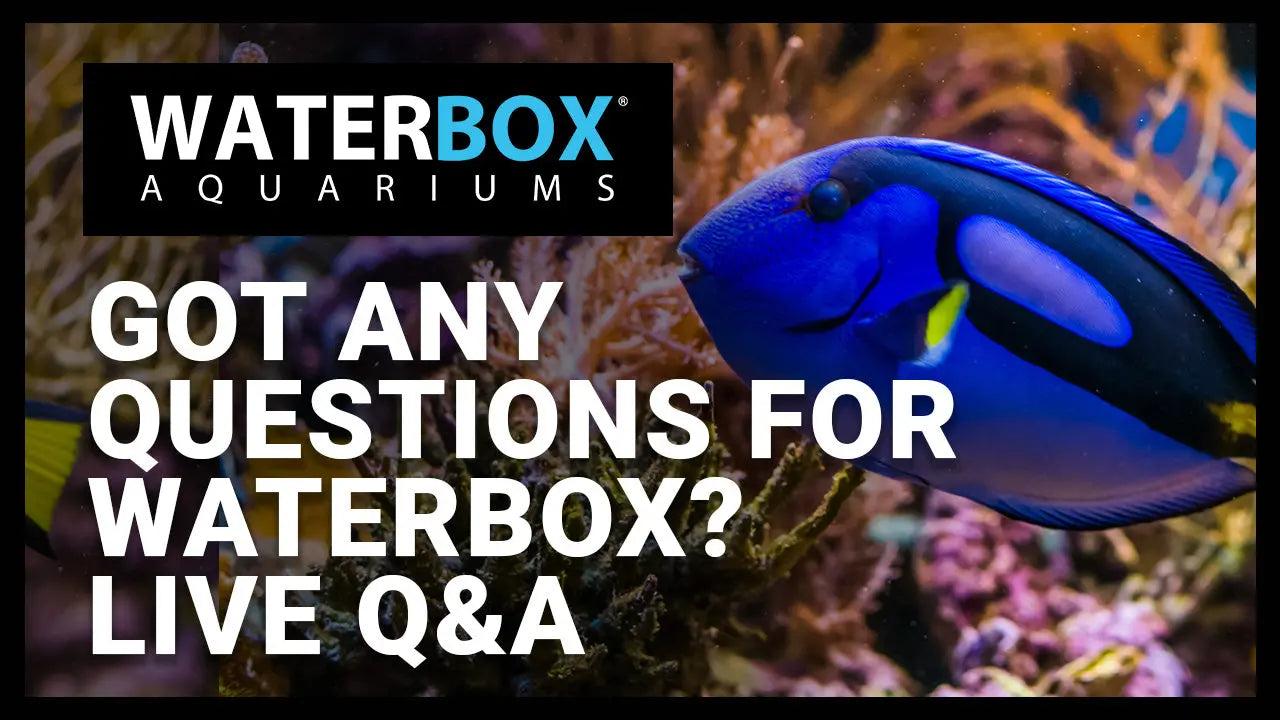 Got any questions for Waterbox? Join us for a LIVE Q&A. Waterbox Aquariums