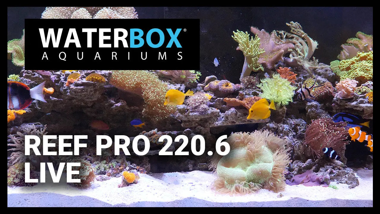 REEF PRO 220.6 Live Waterbox Aquariums
