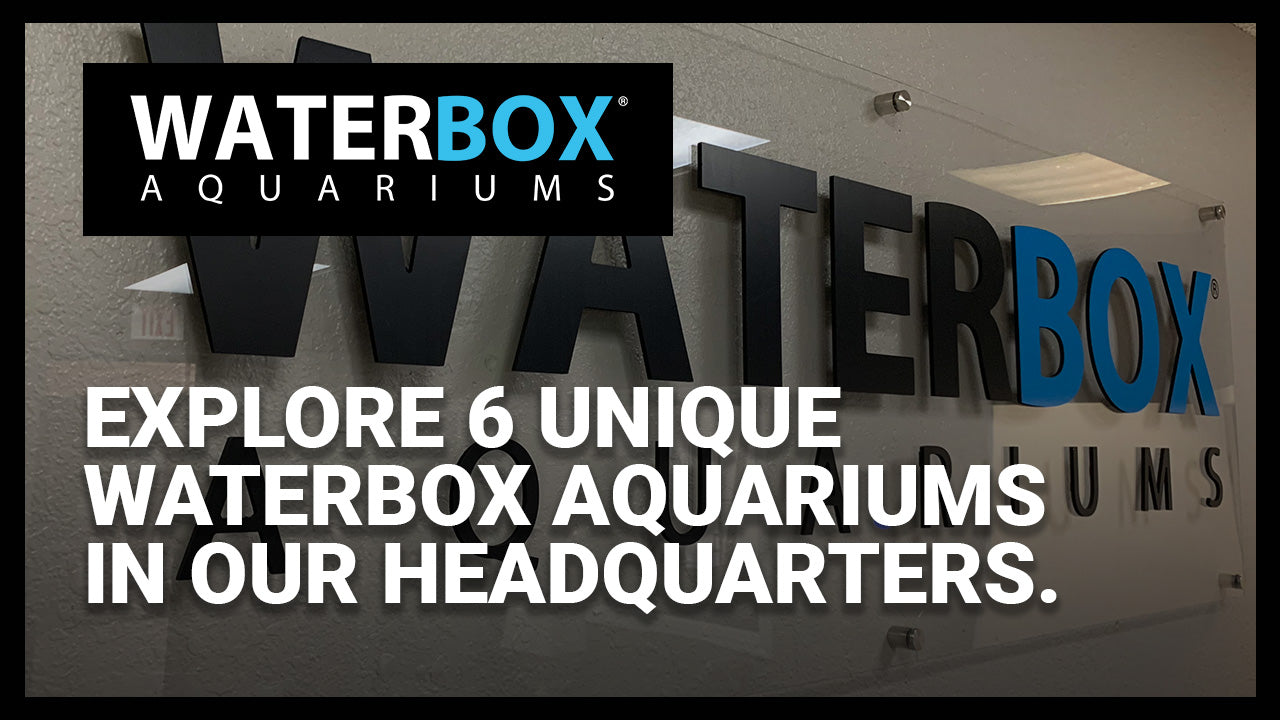 Explore 6 unique Waterbox Aquarium systems in our headquarters.