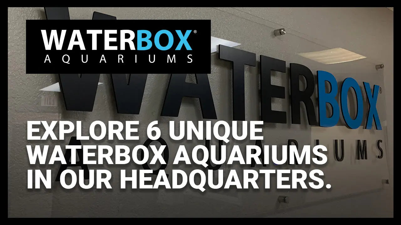 Explore 6 unique Waterbox Aquarium systems in our headquarters. Waterbox Aquariums