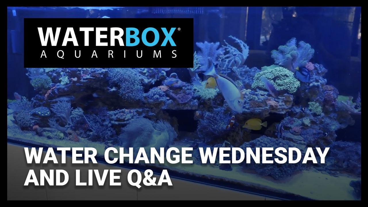 Water Change Wednesday and Live Q&A