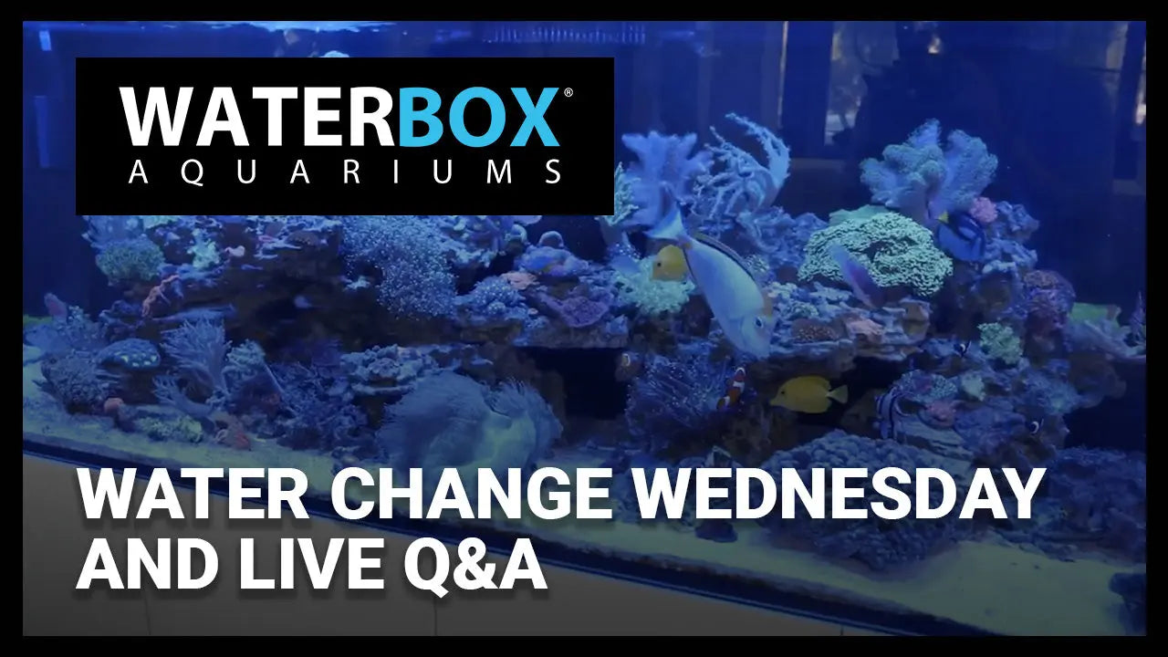 Water Change Wednesday and Live Q&A Waterbox Aquariums
