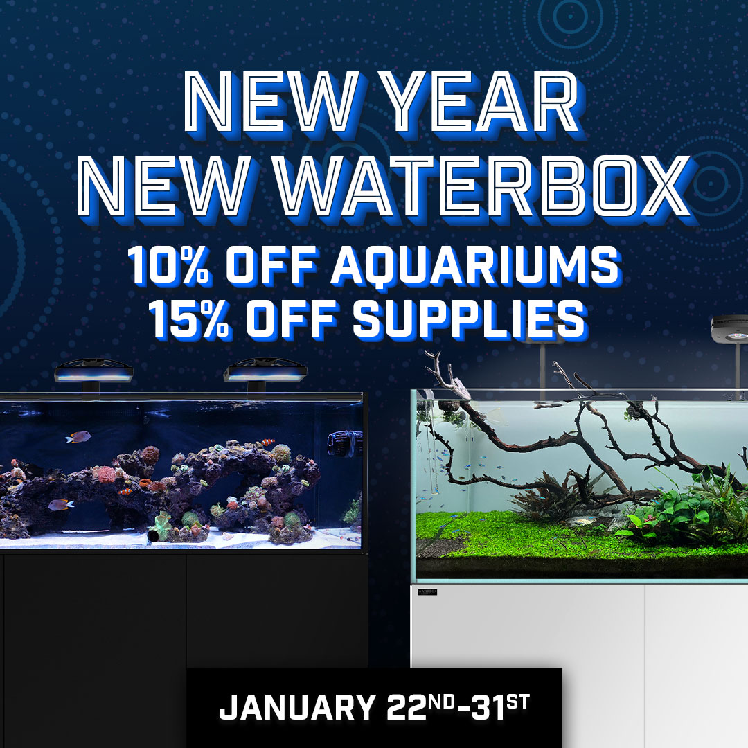 Waterbox Aquariums - Freshwater and Saltwater Aquarium Systems