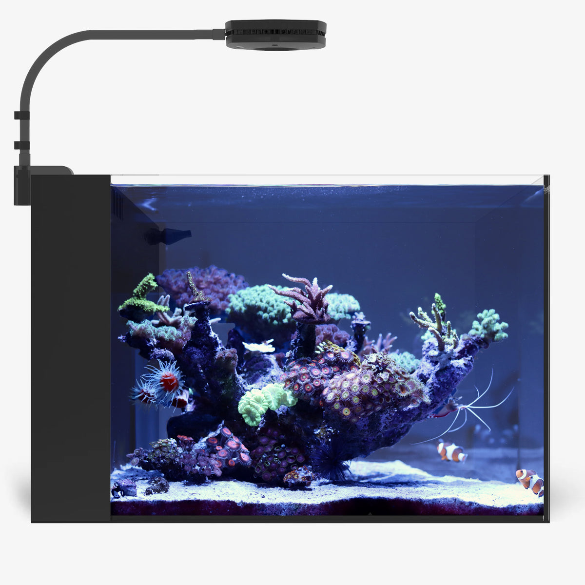 Oceanbox Designs MicroTank Artisan P-1G Micro AIO Aquarium - CORAL Magazine