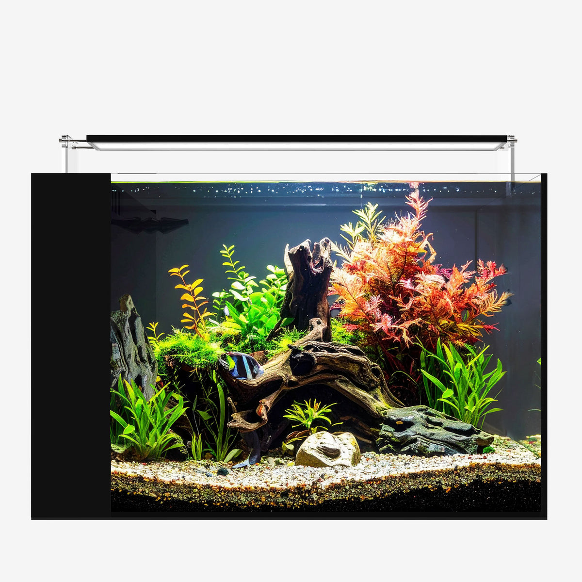 AIO 25 PENINSULA FW PLUS Edition