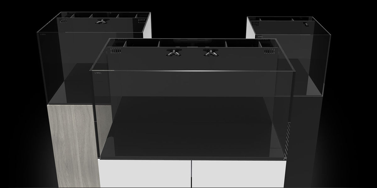 AIO Tanks | Quarantined Fish