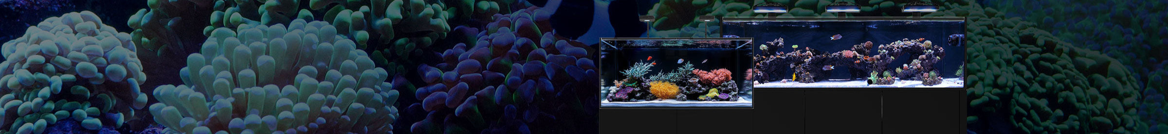 Saltwater Aquariums