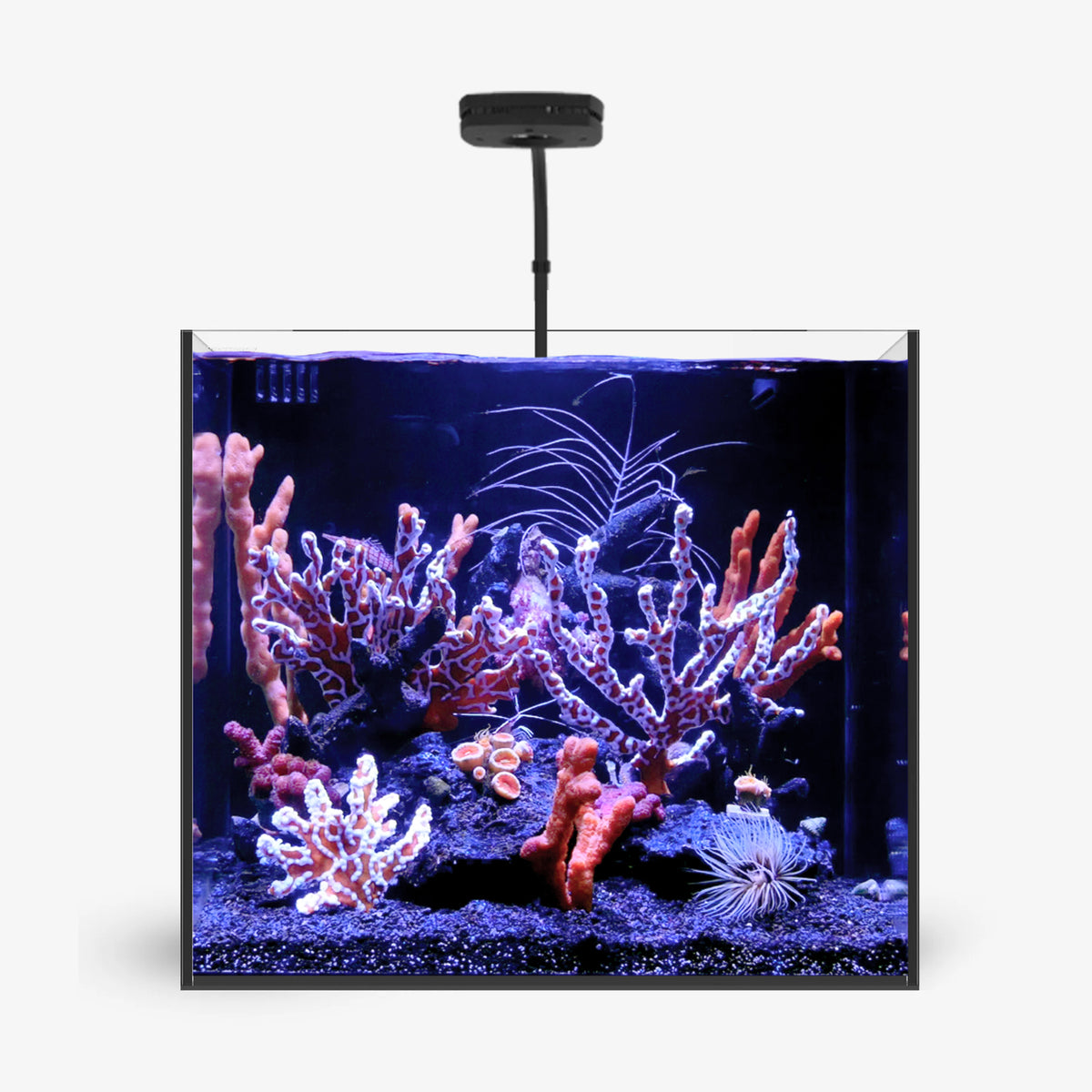EDEN 20 Black Aquarium & Stand (20 Gallons) - Waterbox - Bulk Reef Supply