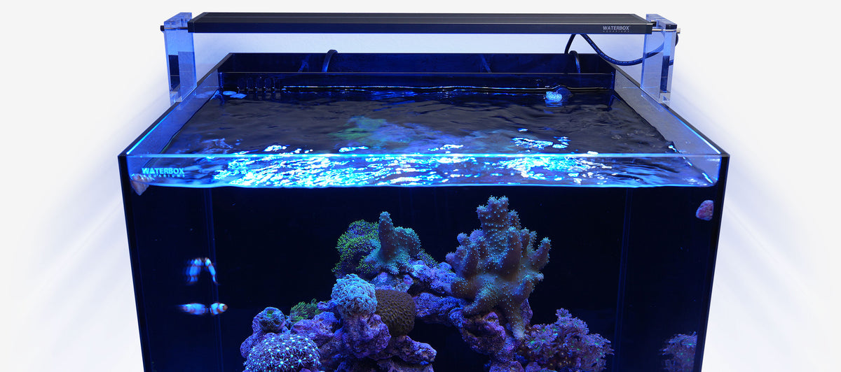 Saltwater Aquarium LED Lighting System - SLED Technology – Waterbox ...