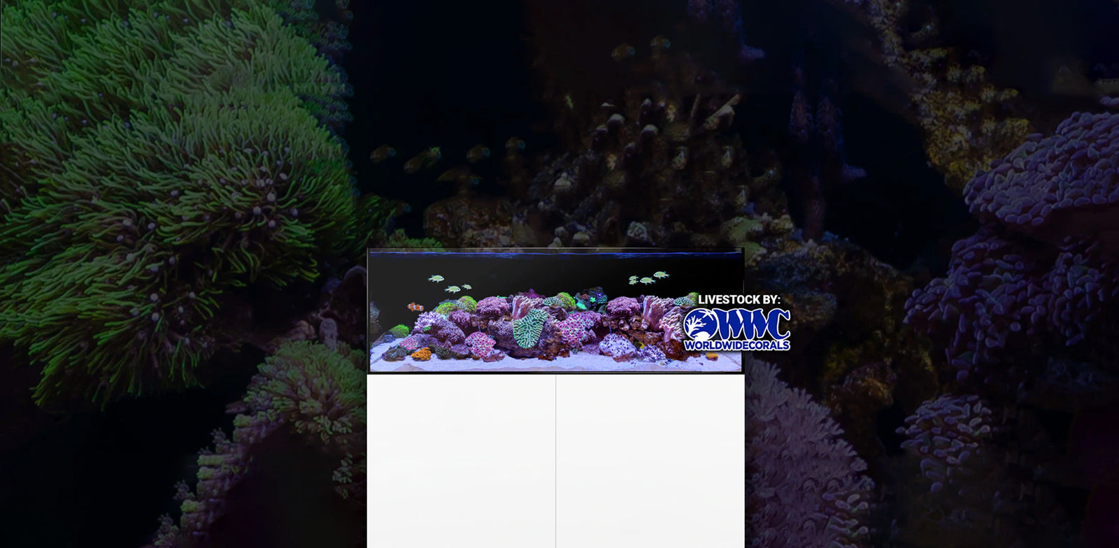 A Guide to Setting Up a Reef Aquarium