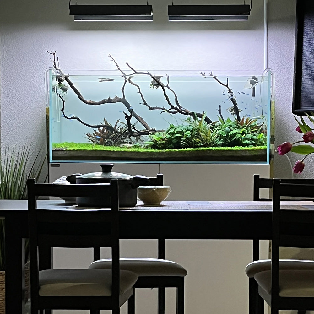 CLEAR 7225 – Waterbox Aquariums