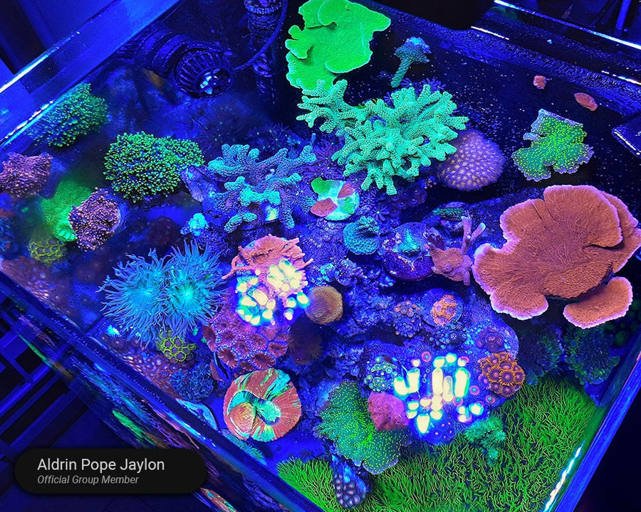 AIO 25 PENINSULA