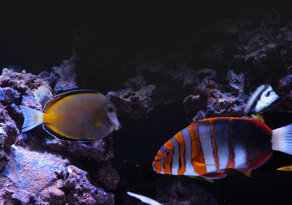 Nature Box Fish Waterbox Method Choose Saltwater – Waterbox Aquariums